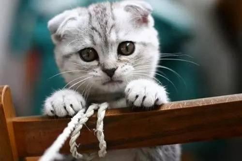 娱乐吃瓜君七七的折耳猫